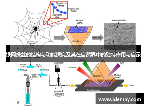 铁网蛛丝的结构与功能探究及其在自然界中的独特作用与启示